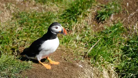 Récord de Frailecillos en Isla Skomer: Un Éxito de Conservación