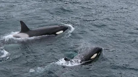 ¿Cómo Regular el Nado con Orcas en México de Forma Ética?