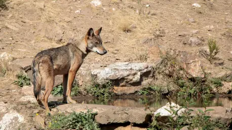 Conflicto por la Gestión del Lobo Enfrenta a MITECO y Regiones
